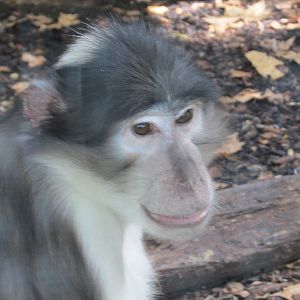 white naped managebey barcelona zoo