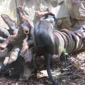 cherry crowned managebey barcelona zoo