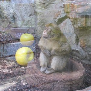 barbary macaque barcelona zoo