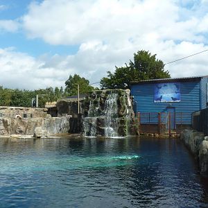 Patagonian Sealions, September 2016