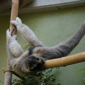 Pileated Gibbon