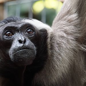 Pileated Gibbon