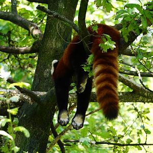 Nepalese Red Panda