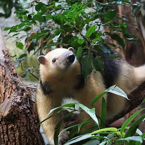 Southern Tamandua