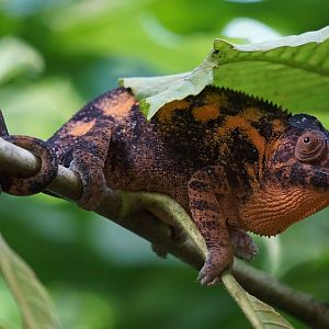 Panther Chameleon
