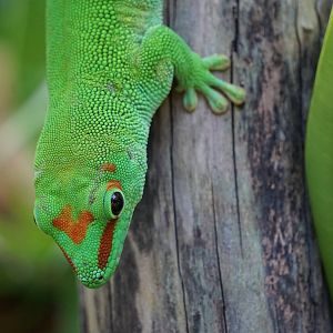 Greater Madagascar Day Gecko