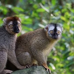 Red-fronted Lemur