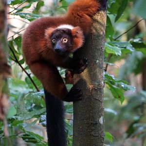 Red Ruffed Lemur