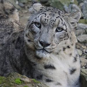 Snow Leopard