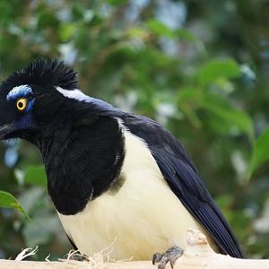 Plush-crested Jay