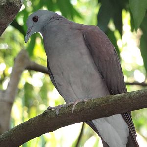 Madagascar Turtle Dove