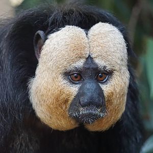 White-faced Saki