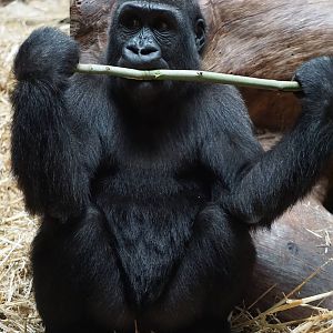 Western Lowland Gorilla
