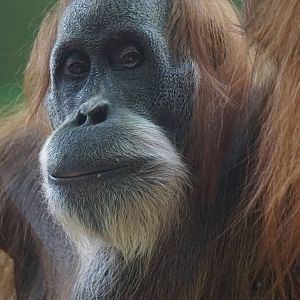 Sumatran Orang-utan