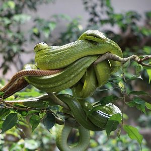 Red-tailed Ratsnakes