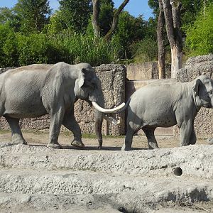 Asian Elephants