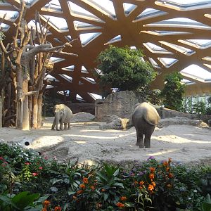 Inside of the Elephant House
