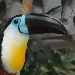 Channel-billed Toucan