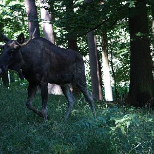 European Elk