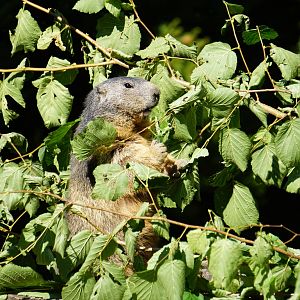 Alpine Marmot