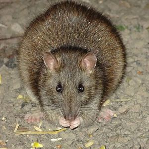 Brown Rat