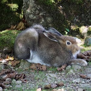 Alps Hare