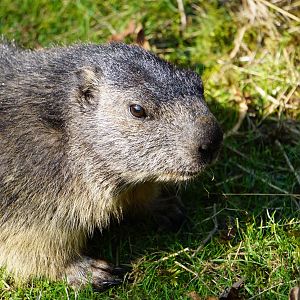 Alpine Marmot