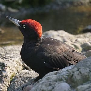 Black Woodpecker