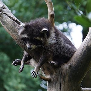 Common Raccoon
