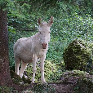 White Barock Donkey