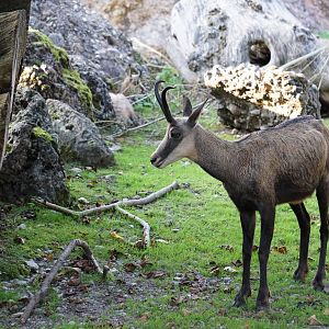 Alpine Chamois