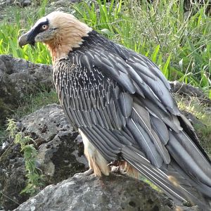Bearded Vulture