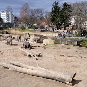 The enclosure for Asian elephants