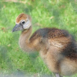 West African Crowned Crane Chick