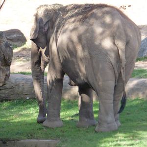 Asian Elephant grazing