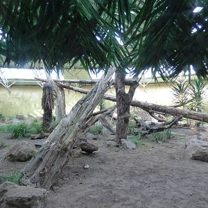 Indoor Sun Bear Enclosure in SOTJ
