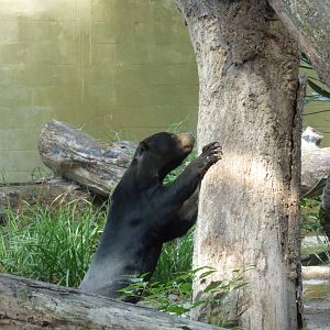 Sun Bear in SOTJ