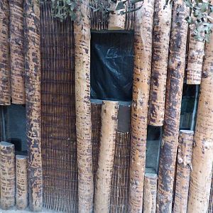 Boarded up Gambian Pouched Rat Enclosure
