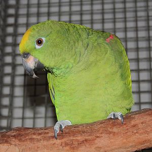 Kirby, Yellow-crowned Amazon, 16th September 2016