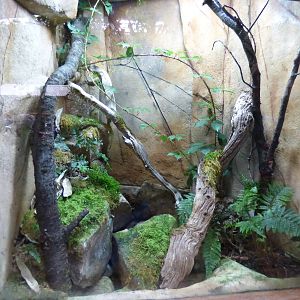 Blue-Legged Mantella and Madagascan Blue Stick Insect Exhibit