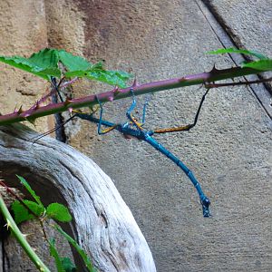 Madagascan Blue Stick Insect