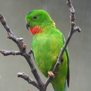 Hanging Parrot in ROTRA