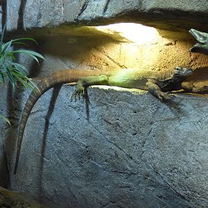One of Colchester Komodo Dragon juveniles