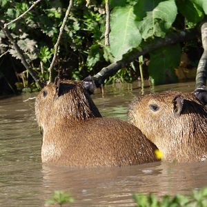 Swimming Capybara Pups