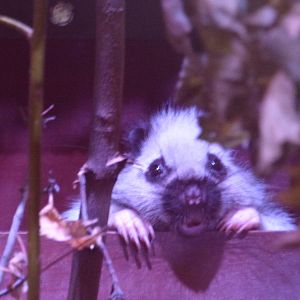 Nothern Luzon Cloud Rats