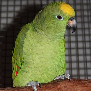 Kirby, Yellow-crowned Amazon, 16th September 2016