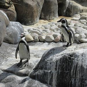 humboldt penguin barcelona zoo