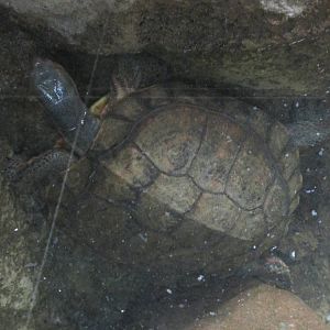 central american  wood turtle barcelona zoo