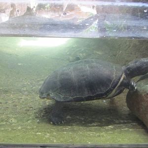 central american giant musk turtle barcelona zoo