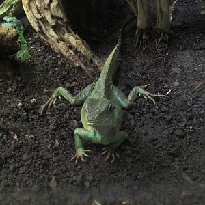 asian water dragon barcelona zoo